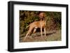 Vizsla Standing on Grassy Hillock with Autumn Foliage-Lynn M^ Stone-Framed Photographic Print