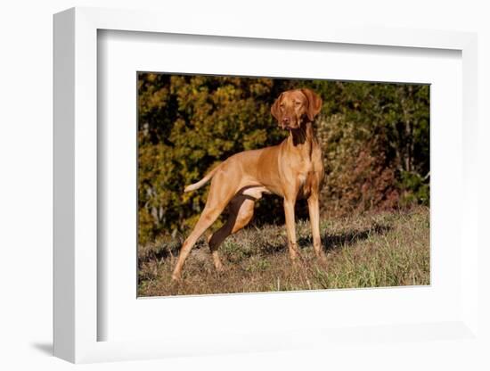 Vizsla Standing on Grassy Hillock with Autumn Foliage-Lynn M^ Stone-Framed Photographic Print