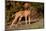 Vizsla Standing on Grassy Hillock with Autumn Foliage-Lynn M^ Stone-Mounted Photographic Print