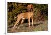 Vizsla Standing on Grassy Hillock with Autumn Foliage-Lynn M^ Stone-Framed Photographic Print