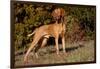 Vizsla Standing on Grassy Hillock with Autumn Foliage-Lynn M^ Stone-Framed Photographic Print