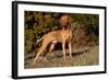 Vizsla Standing on Grassy Hillock with Autumn Foliage-Lynn M^ Stone-Framed Photographic Print