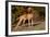 Vizsla Standing on Grassy Hillock with Autumn Foliage-Lynn M^ Stone-Framed Photographic Print