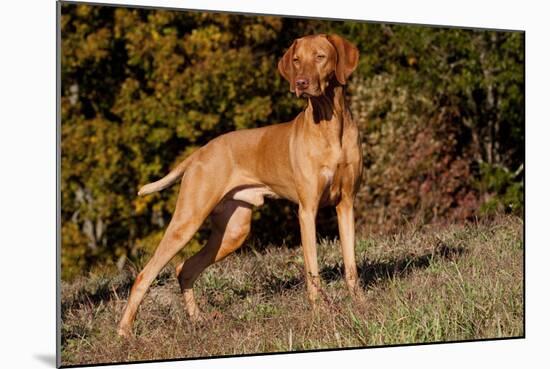 Vizsla Standing on Grassy Hillock with Autumn Foliage-Lynn M^ Stone-Mounted Photographic Print