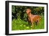 Vizsla Thinking of Lizards-Zandria Muench Beraldo-Framed Photographic Print