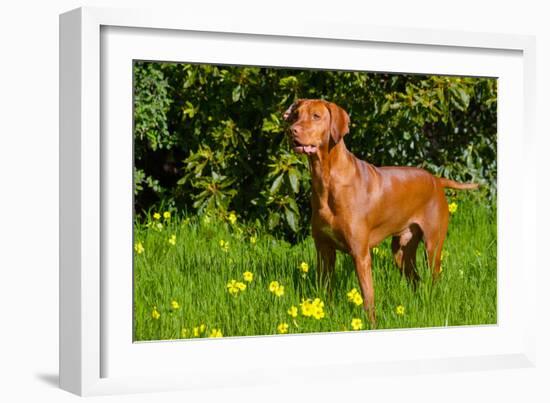 Vizsla Thinking of Lizards-Zandria Muench Beraldo-Framed Photographic Print