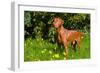 Vizsla Thinking of Lizards-Zandria Muench Beraldo-Framed Photographic Print