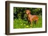 Vizsla Thinking of Lizards-Zandria Muench Beraldo-Framed Photographic Print