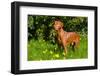 Vizsla Thinking of Lizards-Zandria Muench Beraldo-Framed Photographic Print