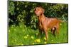 Vizsla Thinking of Lizards-Zandria Muench Beraldo-Mounted Photographic Print