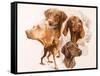 Vizsla-Barbara Keith-Framed Stretched Canvas