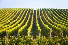 Horizontal Shot of Central European Vineyard-vkovalcik-Photographic Print