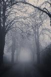Straight Foggy Passage Surrounded by Dark Trees-vkovalcik-Framed Stretched Canvas