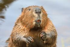 A close up Portrait View of an North American Beaver, Quebec, Canada-Vlad G-Framed Stretched Canvas