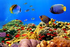 Colorful Reef Underwater Landscape with Fishes and Corals-Vlad61-Mounted Photographic Print