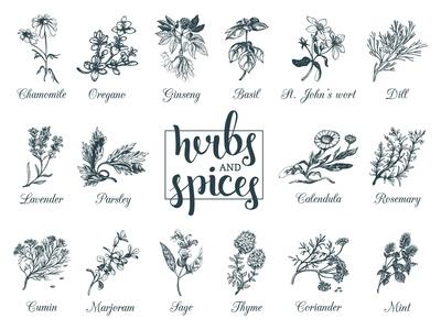 Herbs and Spices Set. Hand Drawn Officinalis, Medicinal, Cosmetic Plants. Engraving Botanical Illus