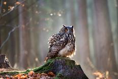 Eurasian Eagle Owl (Bubo Bubo) Sitting on the Stump, Close-Up, Wildlife Photo.-Vladimir Hodac-Photographic Print
