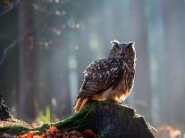 Eurasian Eagle Owl (Bubo Bubo) Sitting on the Stump, Close-Up, Wildlife Photo.-Vladimir Hodac-Photographic Print