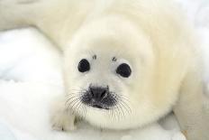 Baby Harp Seal Pup on Ice of the White Sea-Vladimir Melnik-Photographic Print