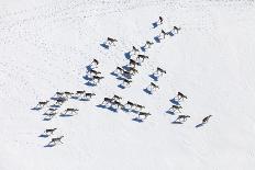 Aerial View of Forest River in Time of Winter Day.-Vladimir Melnikov-Photographic Print