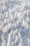 The Aerial View the River on Snow-Covered Forest Plain in Time of Cold Winter Day. Network of Seism-Vladimir Melnikov-Photographic Print
