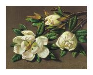 Magnolias-Vladimir Tretchikoff-Art Print