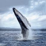 A Magnificent Humpback Whale in an Upright Position with Splashes Jumped to the Surface Close-Up-Vladimir Turkenich-Stretched Canvas