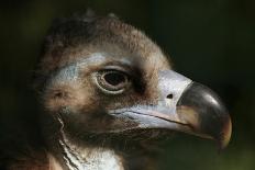 Rufous Hornbill (Buceros Hydrocorax), also known as the Philippine Hornbill.-Vladimir Wrangel-Photographic Print