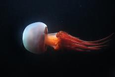 Flame Jellyfish (Rhopilema Esculentum). Wildlife Animal.-Vladimir Wrangel-Photographic Print