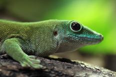 Veiled Chameleon (Chamaeleo Calyptratus), also known as the Yemen Chameleon. Wildlife Animal.-Vladimir Wrangel-Photographic Print