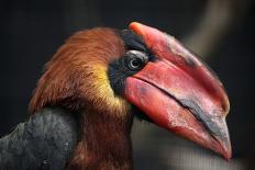 Rufous Hornbill (Buceros Hydrocorax), also known as the Philippine Hornbill.-Vladimir Wrangel-Photographic Print