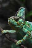 Veiled Chameleon (Chamaeleo Calyptratus), also known as the Yemen Chameleon. Wildlife Animal.-Vladimir Wrangel-Photographic Print