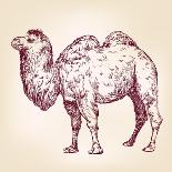 Camel Vector Illustration-VladisChern-Art Print