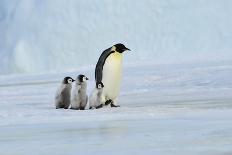 Emperor Penguin Chicks on the Snow in Antarctica-vladsilver-Photographic Print