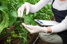 Gardening Technician Checking Greenhouse Plants-vladteodor-Photographic Print