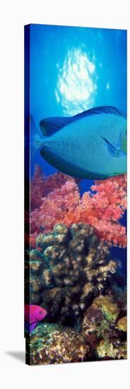 Vlamings Unicornfish and Squarespot Anthias with Soft Corals in the Ocean-null-Stretched Canvas