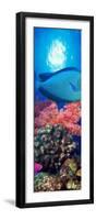 Vlamings Unicornfish and Squarespot Anthias with Soft Corals in the Ocean-null-Framed Photographic Print