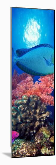 Vlamings Unicornfish and Squarespot Anthias with Soft Corals in the Ocean-null-Mounted Photographic Print