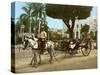 Volante at the Plaza De Armas, Havana, 1904-null-Stretched Canvas