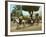 Volante at the Plaza De Armas, Havana, 1904-null-Framed Giclee Print