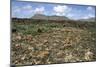 Volcanic Landscape, Malpais Grande, Fuerteventura, Canary Islands-Peter Thompson-Mounted Photographic Print