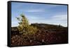 Volcanic Lava Fields, Craters of the Moon National Monument, Idaho-Paul Souders-Framed Stretched Canvas