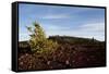 Volcanic Lava Fields, Craters of the Moon National Monument, Idaho-Paul Souders-Framed Stretched Canvas