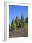 Volcano Landscape in the Nature Reserve Cumbre Vieja, La Palma, Canary Islands, Spain, Europe-Gerhard Wild-Framed Photographic Print