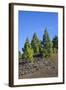 Volcano Landscape in the Nature Reserve Cumbre Vieja, La Palma, Canary Islands, Spain, Europe-Gerhard Wild-Framed Photographic Print