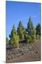 Volcano Landscape in the Nature Reserve Cumbre Vieja, La Palma, Canary Islands, Spain, Europe-Gerhard Wild-Mounted Photographic Print