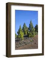 Volcano Landscape in the Nature Reserve Cumbre Vieja, La Palma, Canary Islands, Spain, Europe-Gerhard Wild-Framed Photographic Print