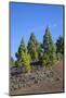Volcano Landscape in the Nature Reserve Cumbre Vieja, La Palma, Canary Islands, Spain, Europe-Gerhard Wild-Mounted Photographic Print