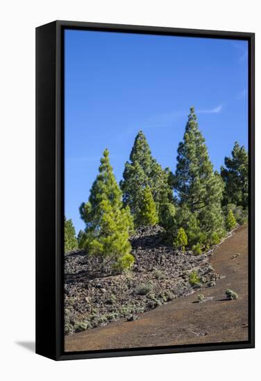 Volcano Landscape in the Nature Reserve Cumbre Vieja, La Palma, Canary Islands, Spain, Europe-Gerhard Wild-Framed Stretched Canvas