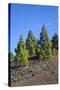 Volcano Landscape in the Nature Reserve Cumbre Vieja, La Palma, Canary Islands, Spain, Europe-Gerhard Wild-Stretched Canvas